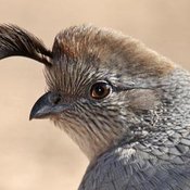 Gambel's Quail
